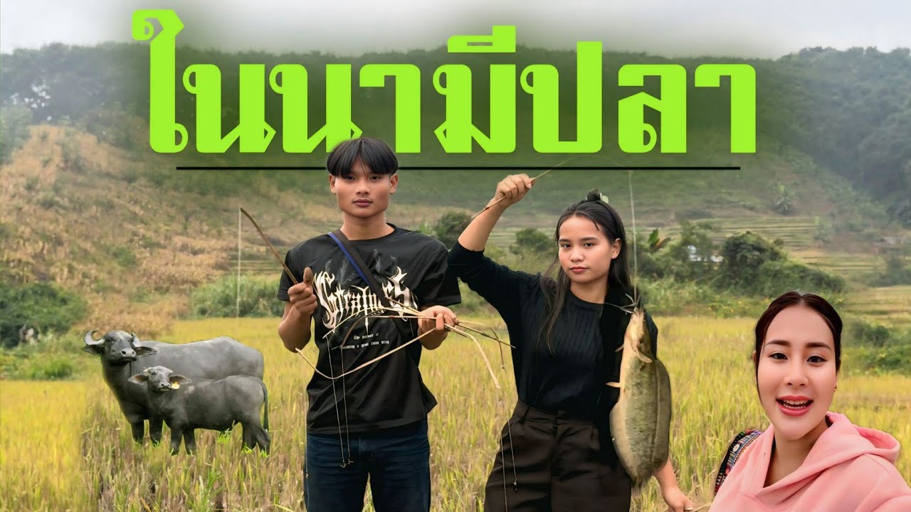 วิถีชีวิตคนดอย ep.939 ปักเบ็ดหน้าหนาวกันค่ะ