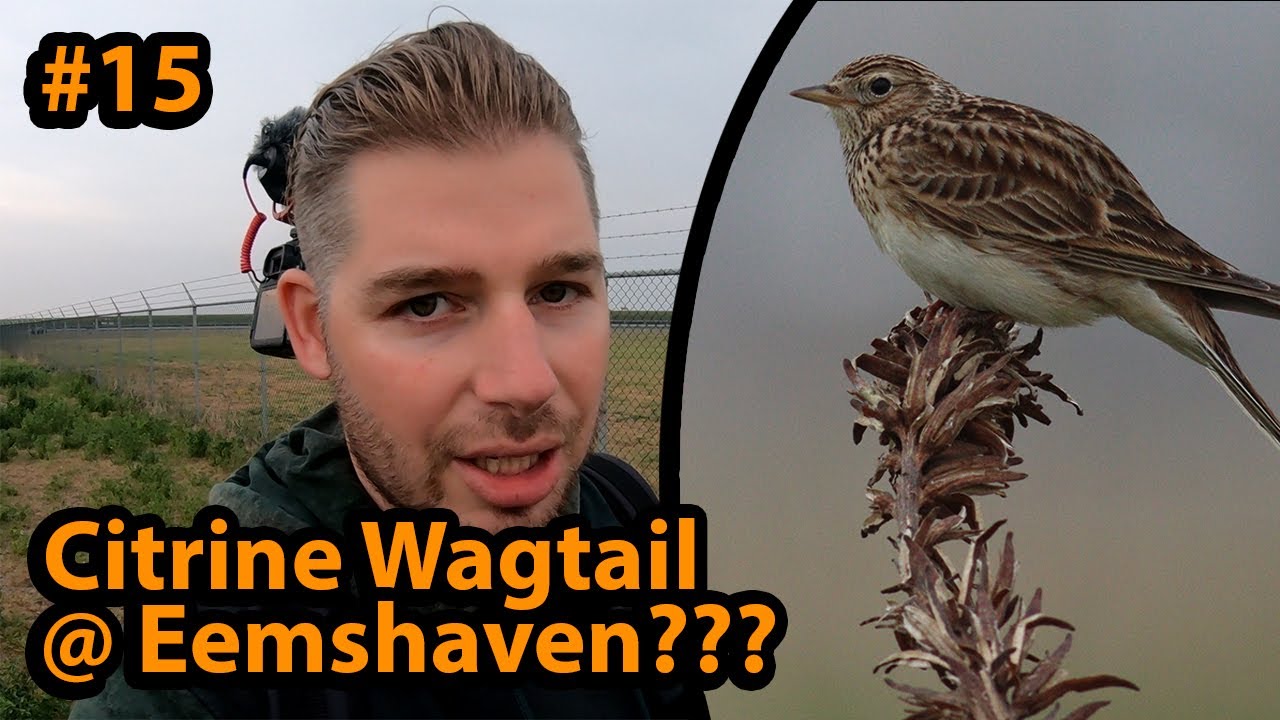 #15 Citrine Wagtail/Citroenkwikstaart @Eemshaven???