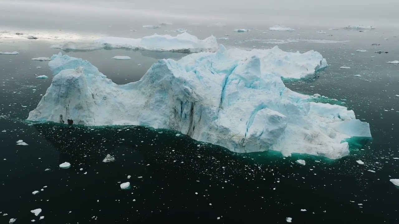 Arctic Life