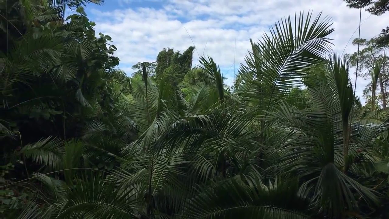 Cape Tribulation, Daintree National Park