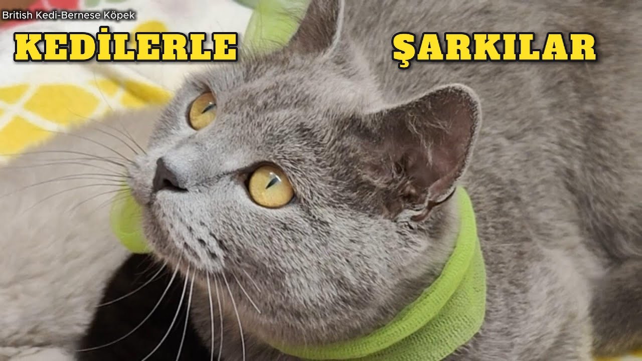 British Kediler Ailesinin Oyun Saati Başladı! ✅ Yapay Zeka M&uuml;zikli Video Kedi Yavruları D&uuml;nyası 💯