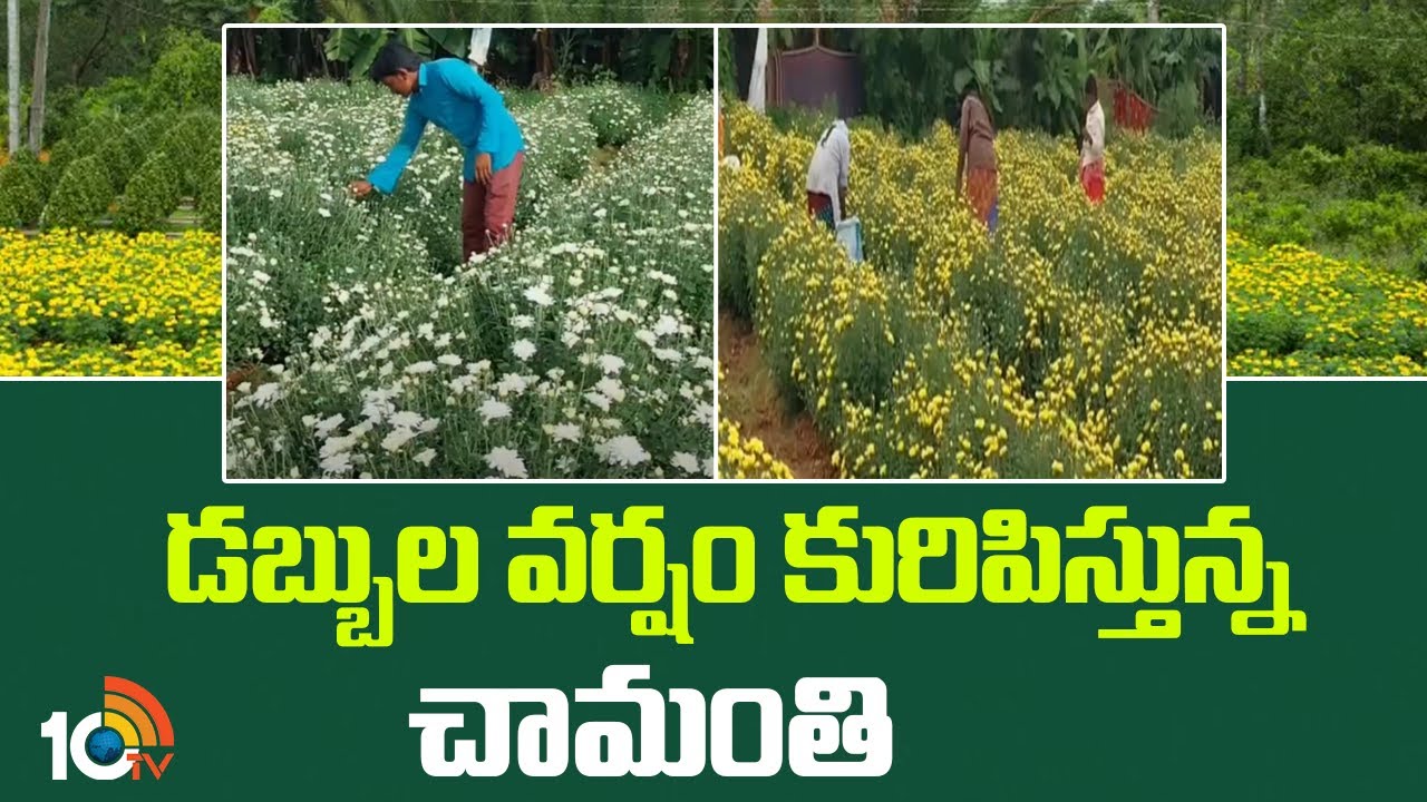 డబ్బుల వర్షం కురిపిస్తున్న చామంతి | Huge Profits to Chrysanthemum Cultivation | Matti Manishi | 10tv