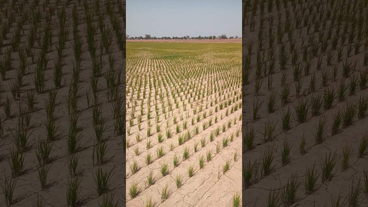 DSR 19 day paddy field #farmingtips #farminglife #farming #food #dsr #paddy