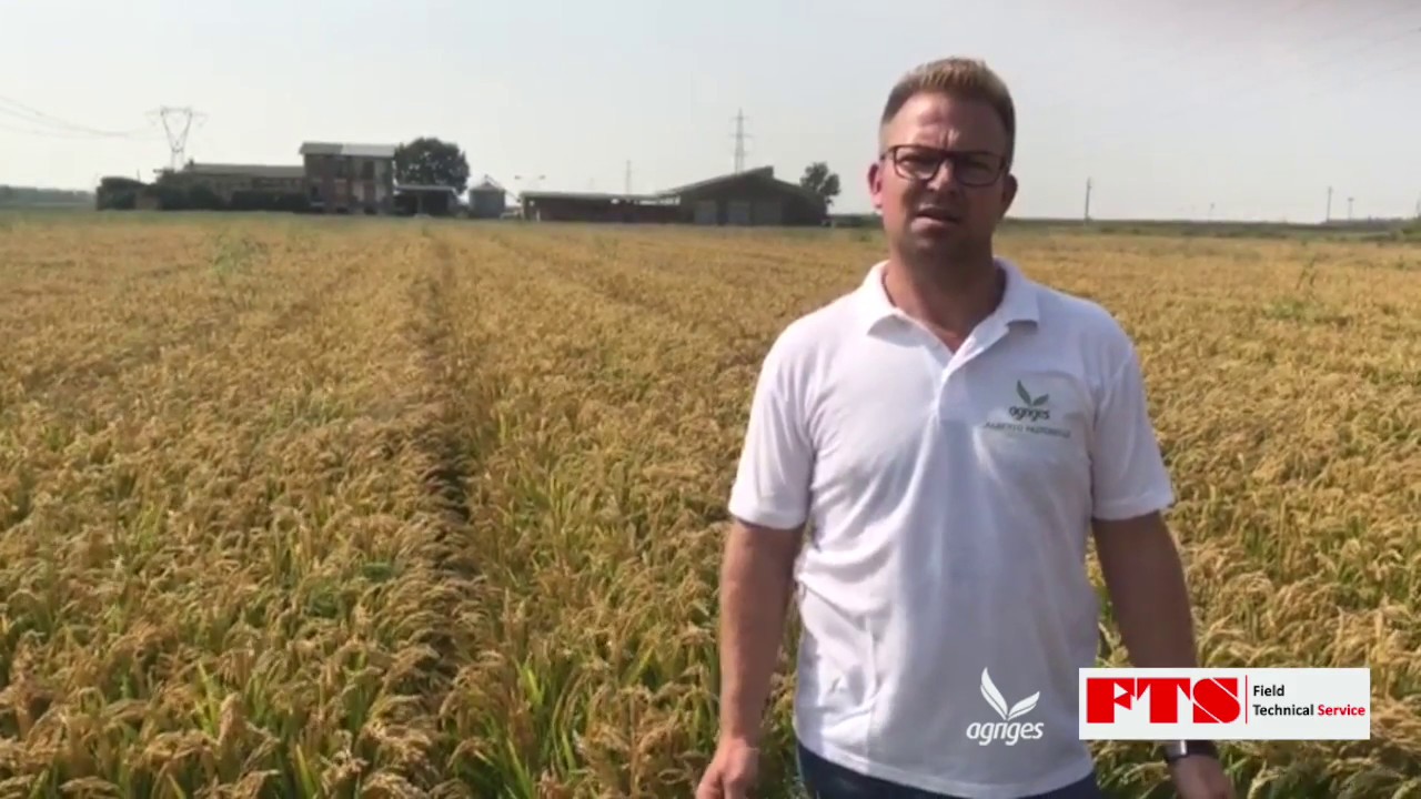 Il riso abbonda con la concimazione Agriges