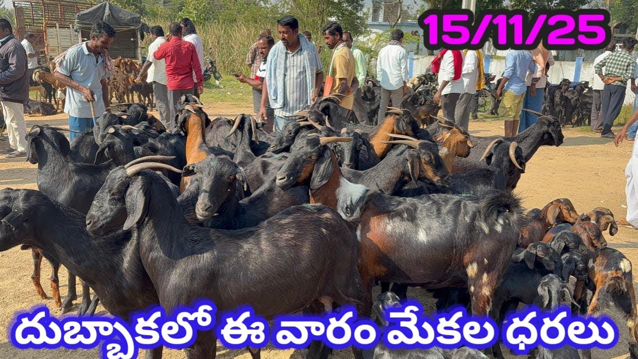 దుబ్బాక అంగడి ప్రతి శనివారం #farming {9949790308}