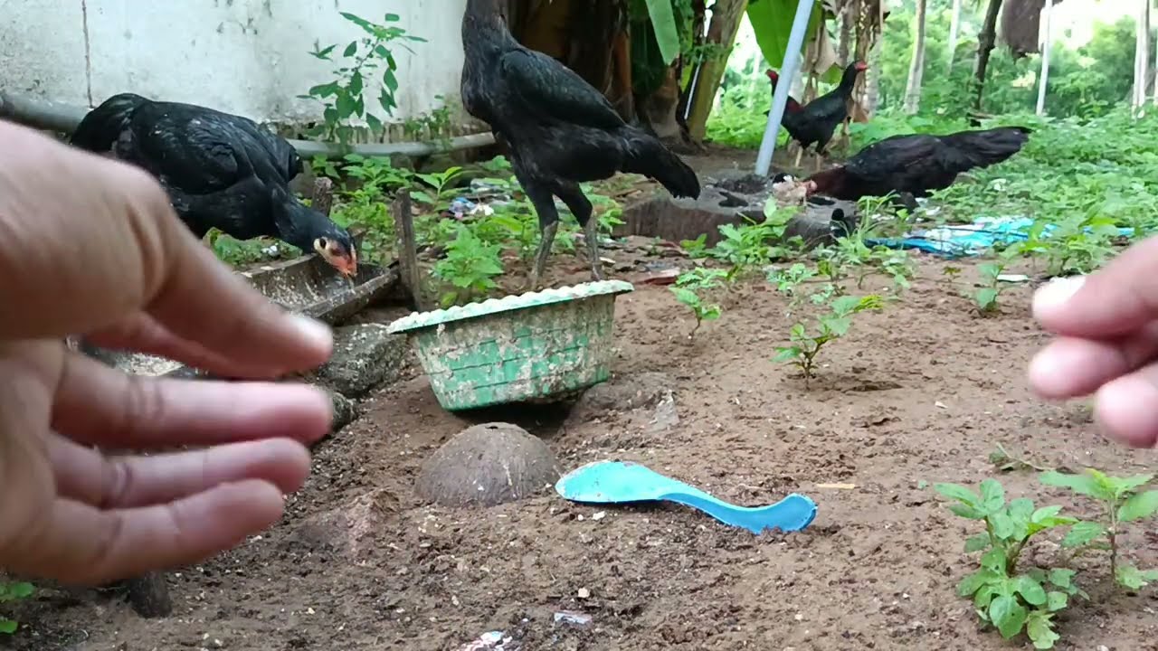 FEEDING FARM CHICKENS ! HOW TO RAISE CHICKENS AT HOME ? FREE RANGE CHICKEN FARMING