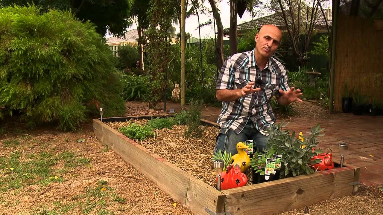 Herb Of The Week - Sage