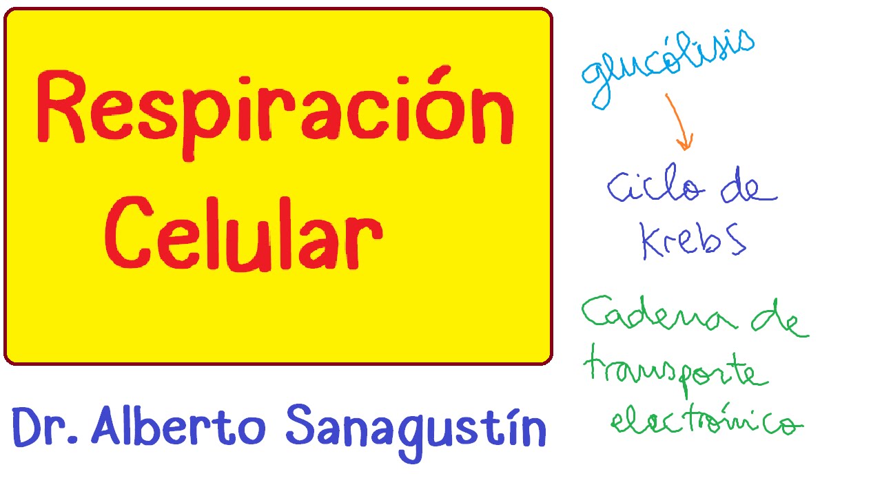 RESPIRACIÓN CELULAR #Bioquímica