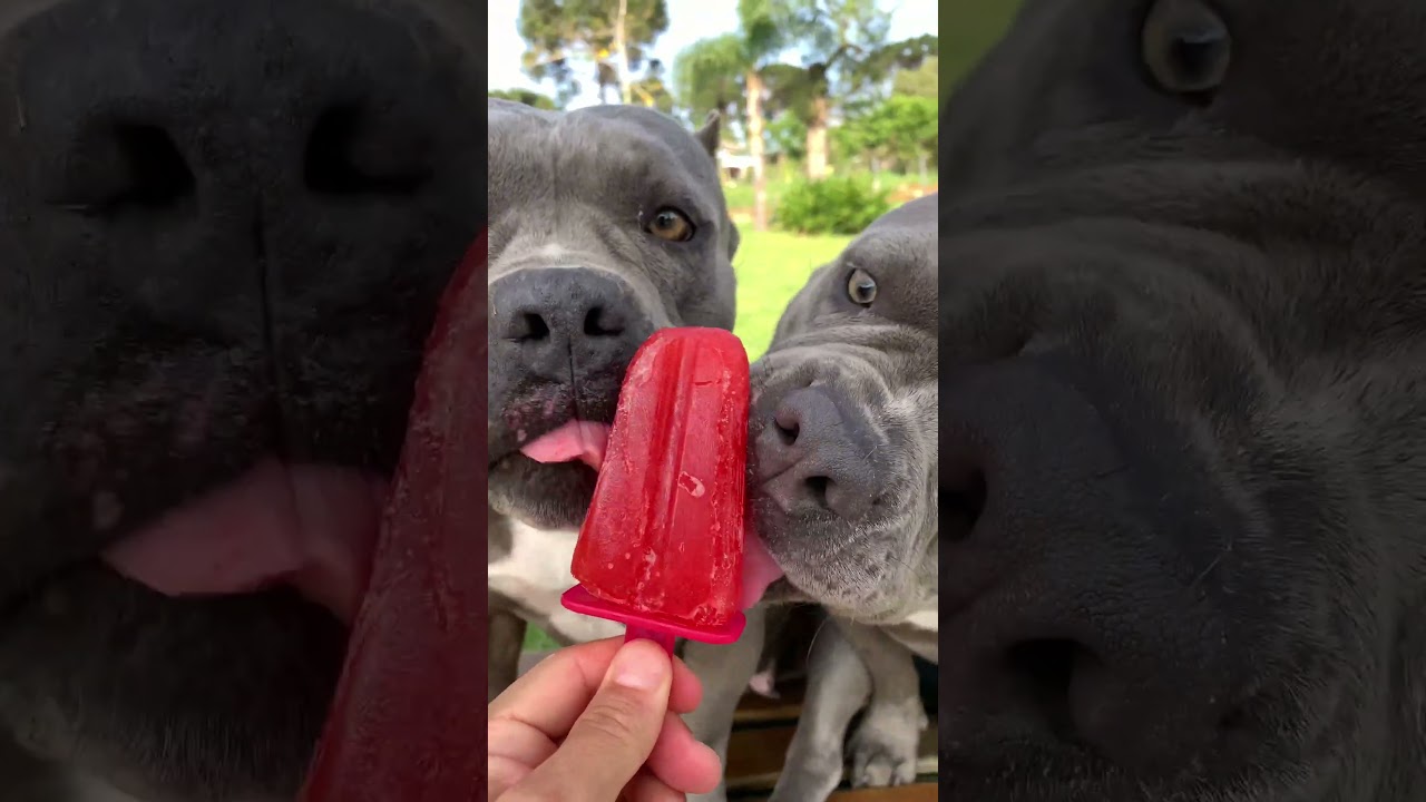 Mais um dia de Calor - Picolé de Morango para os Dogs  