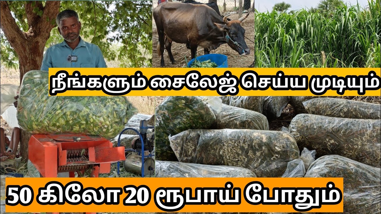 வீட்டில் இருந்து எளிய முறையில் சைலேஜ் செய்ய முடியும் | Silageகால்நடை தீவனங்களின் புதிய பெயர் |Silage