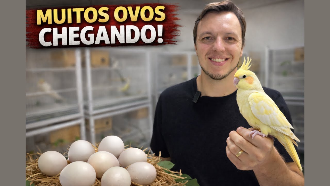 ESSA É A ROTINA QUANDO OS OVOS COMEÇAM A CHEGAR