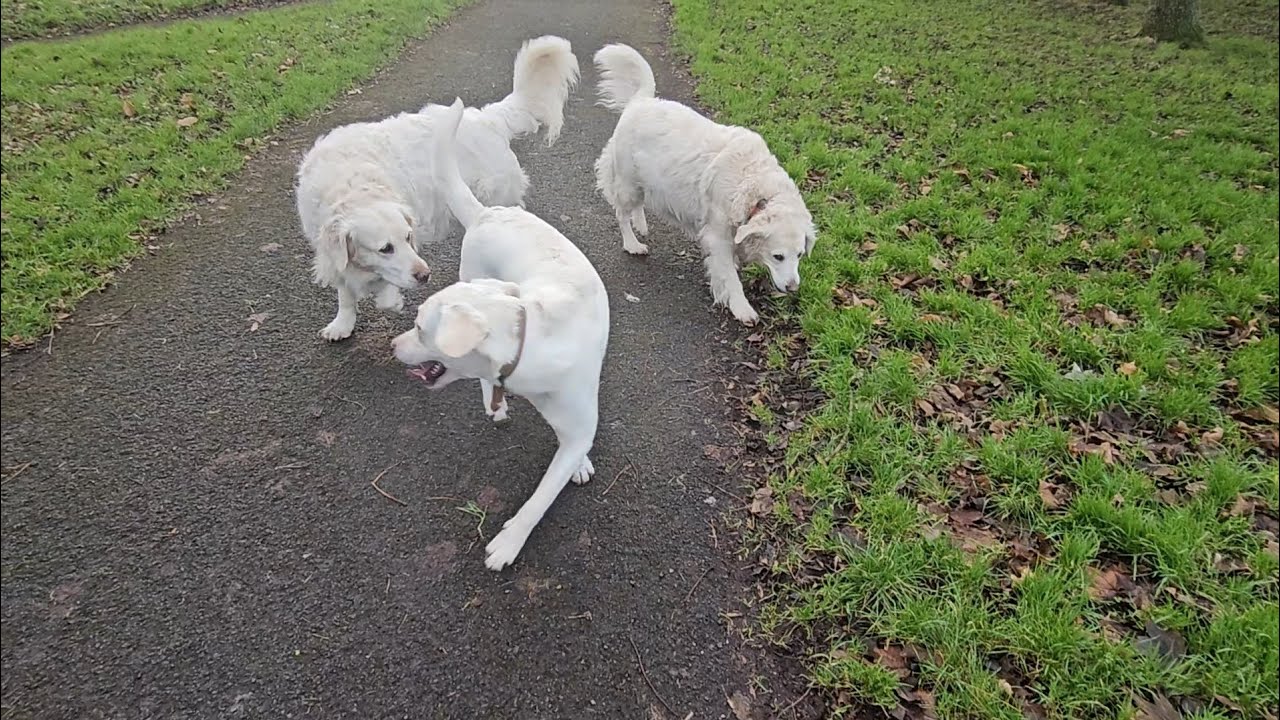 Labrador Penny out enjoining her morning walk 
