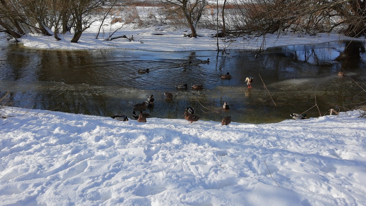 A Walk In The Snow And Bird Watching 2