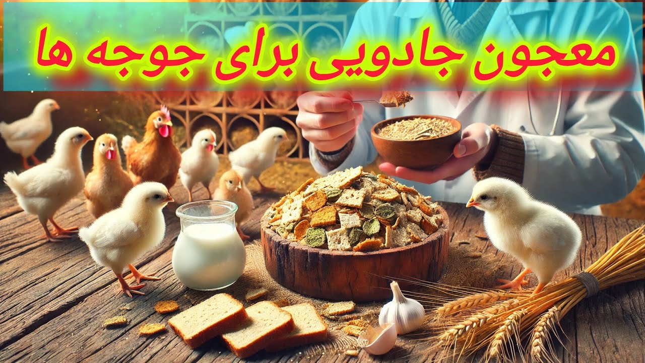 معجون جادویی: تقویت سیستم ایمنی جوجه ها با خوراکی ساده ولی پر فایده