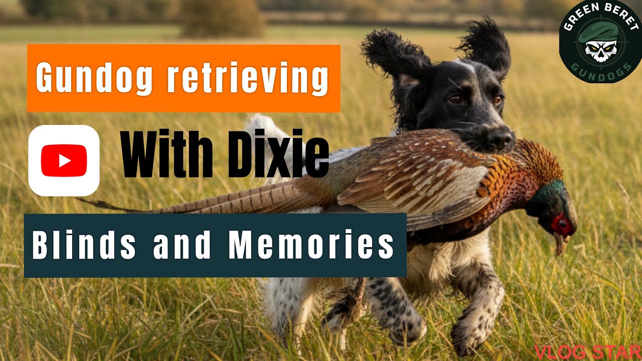 Gundog Retrieving, Blinds and memory retrieving Part 2  
