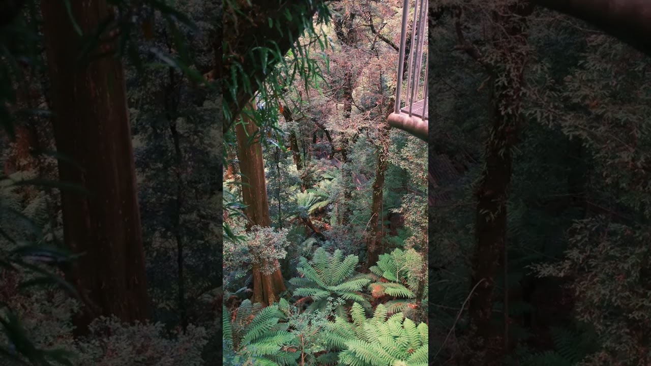The Rainforest Gallery #shorts #fujifilmx100vi 