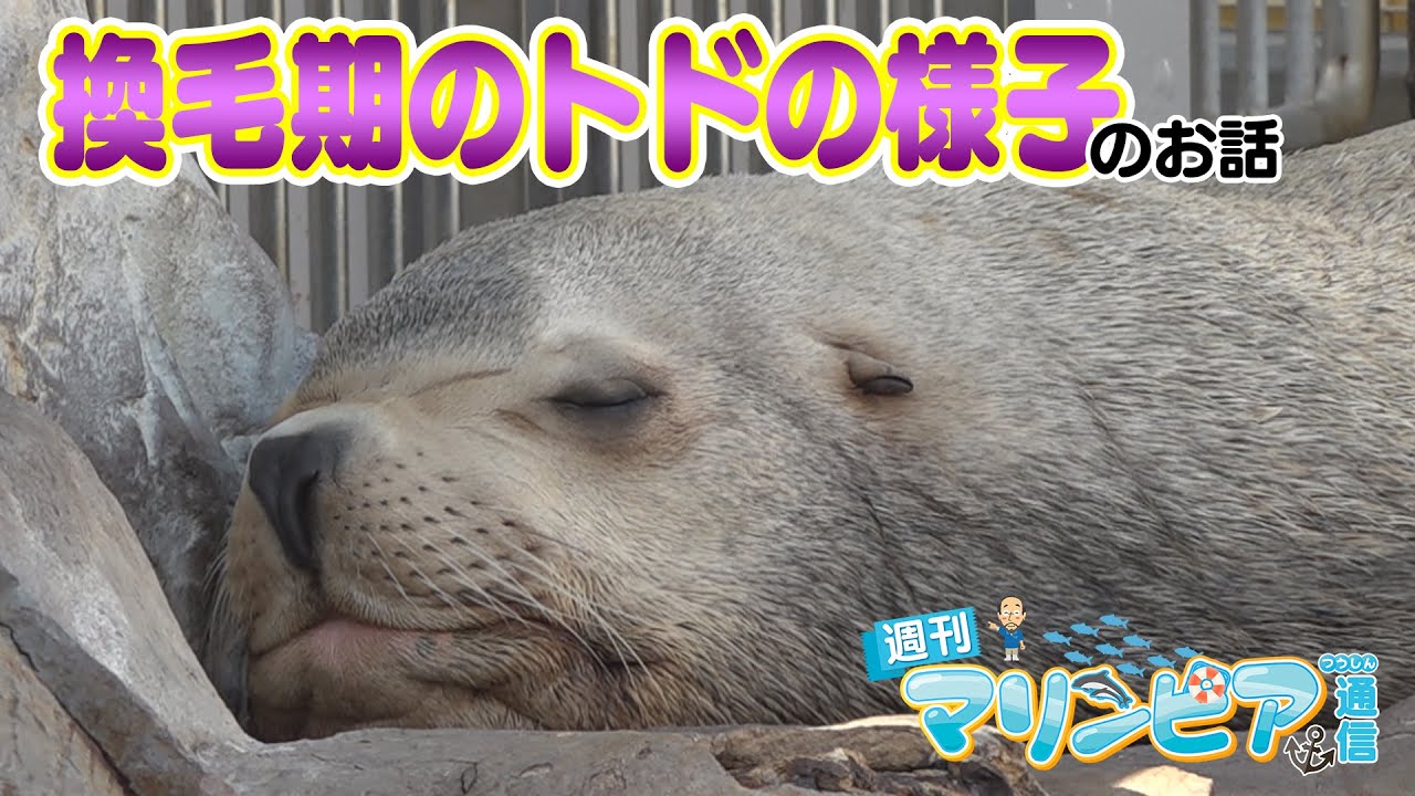 週刊マリンピア通信　＃185 換毛期のトドの様子