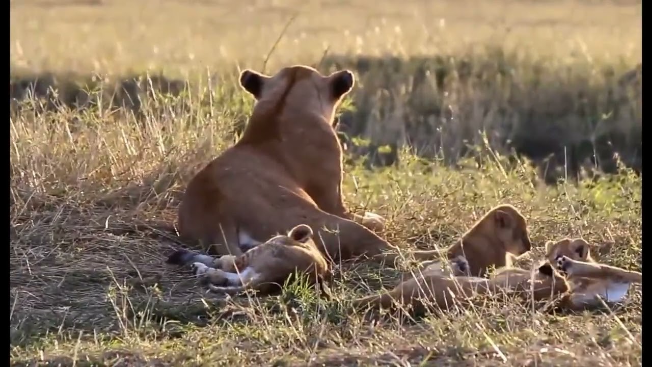 Adorable lion cub's with their mother 
