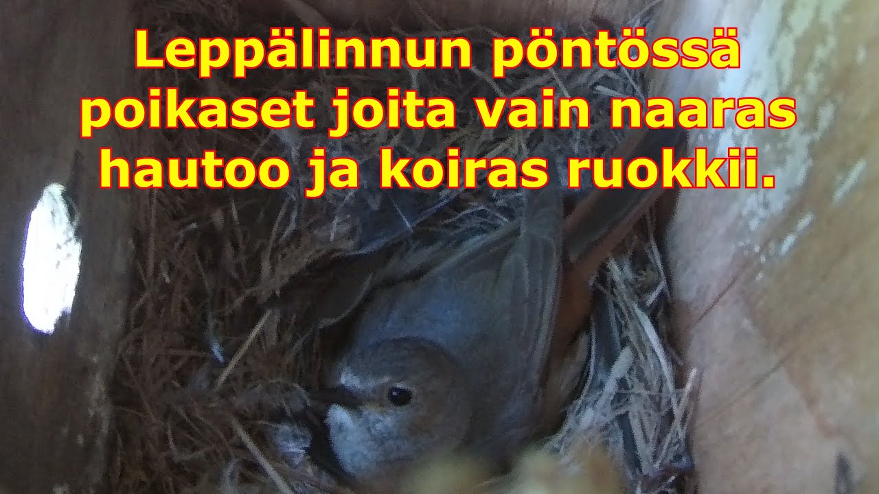 Leppälinnun pöntössä poikaset kuoriutuneet (kuvaa sisältä)