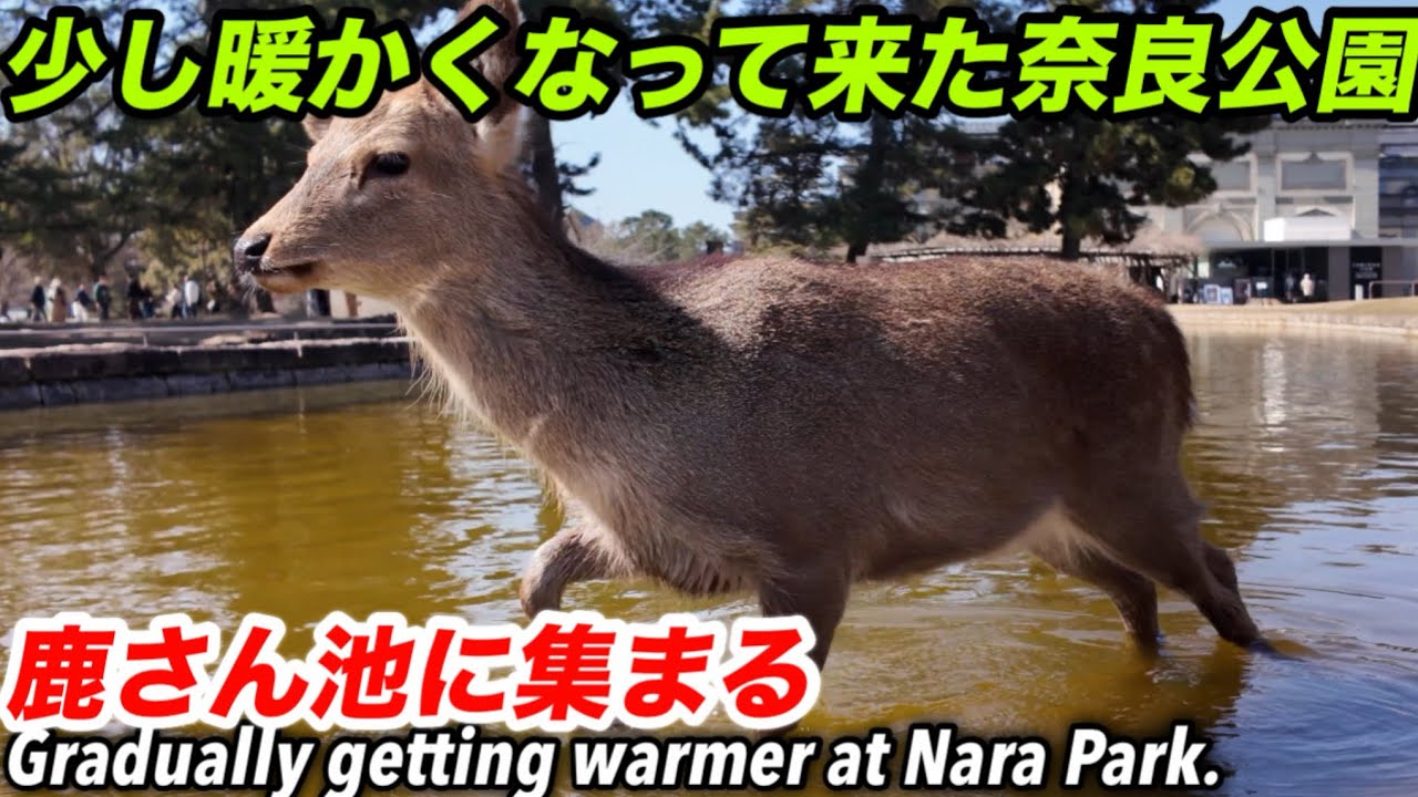 少し暖かくなって来た奈良公園鹿さん池に集まるGradually getting warmer at Nara Park.