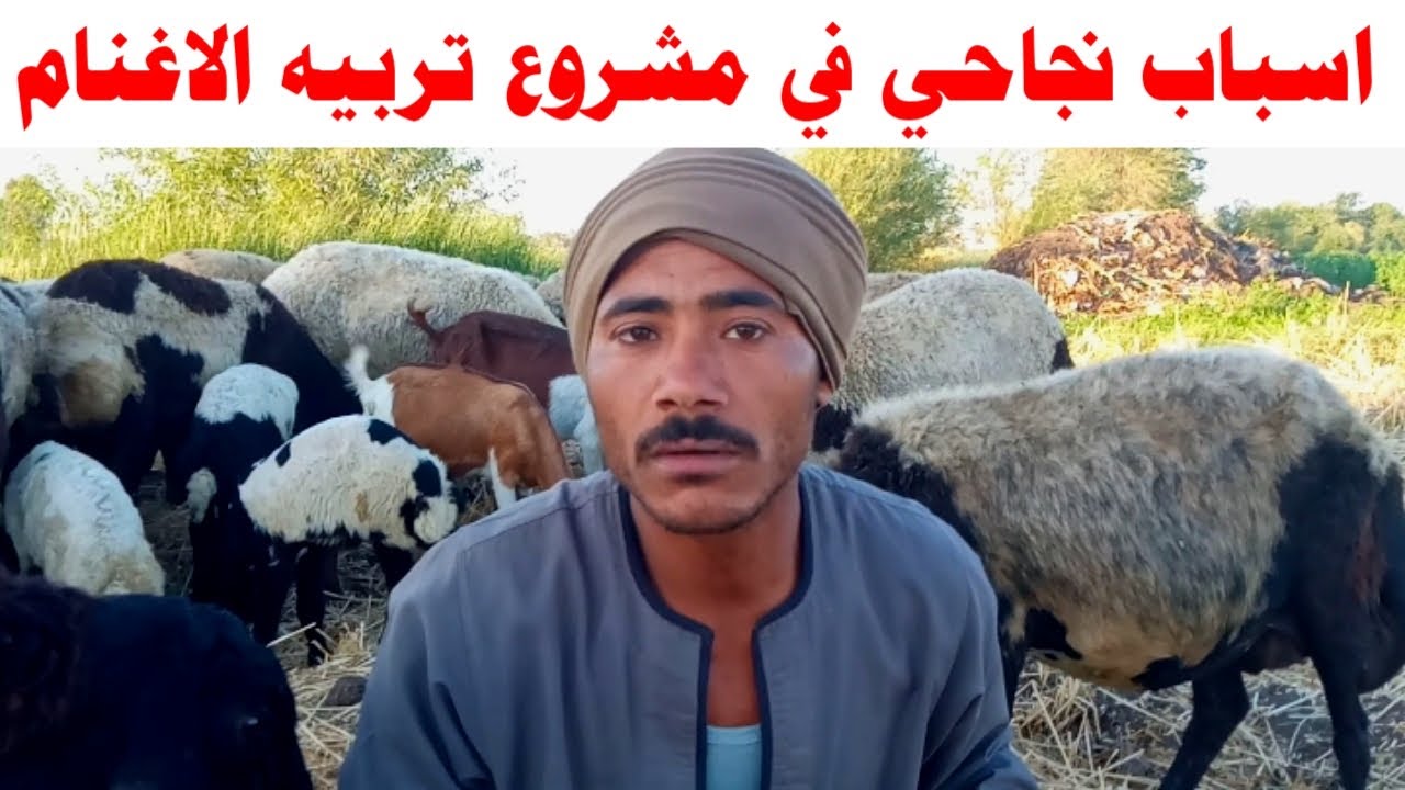 اسباب نجاحـــي في مشروع تربية #الاغنام والكســب منا _ #معلومــات لا غني عنها مع المربي عمرو