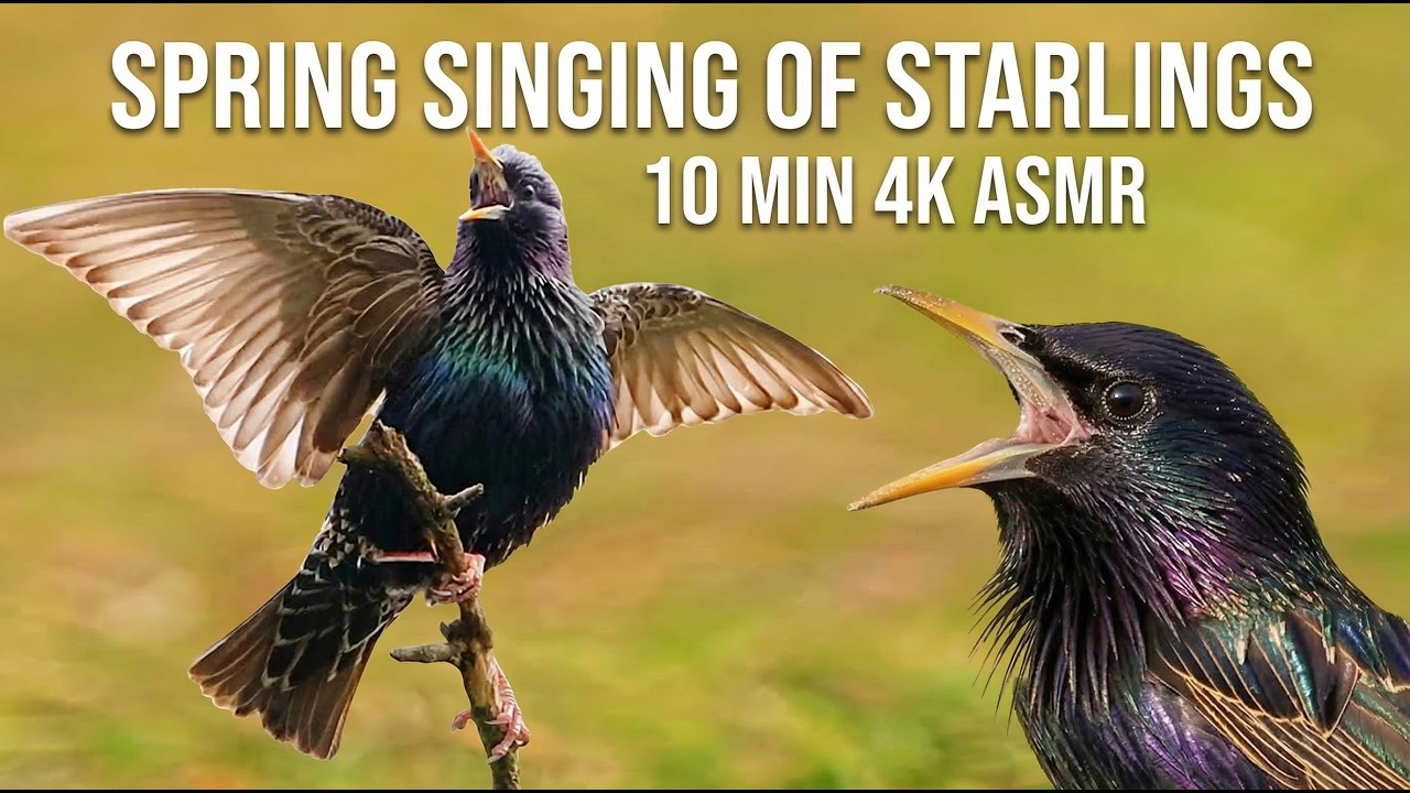 Starlings Singing in Spring 4K  Real Morning Bird Chorus – 10 Min Nature ASMR