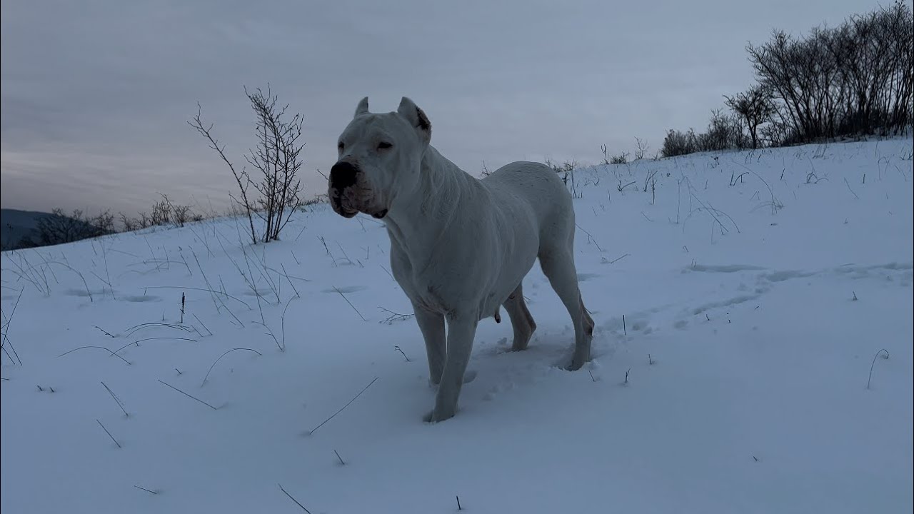 Dogo Argentino female in the snow. #dogoargentino #dog #dogoargentinoworld