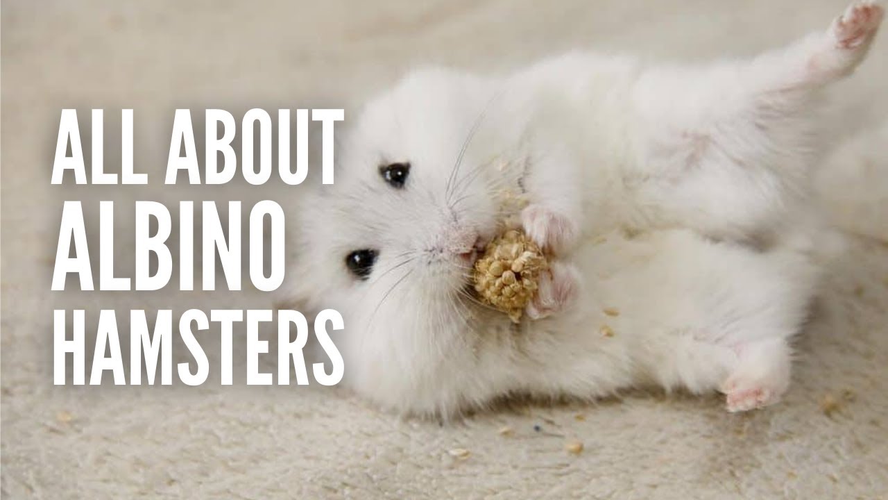 Albino hamsters 101: All You Need to Know