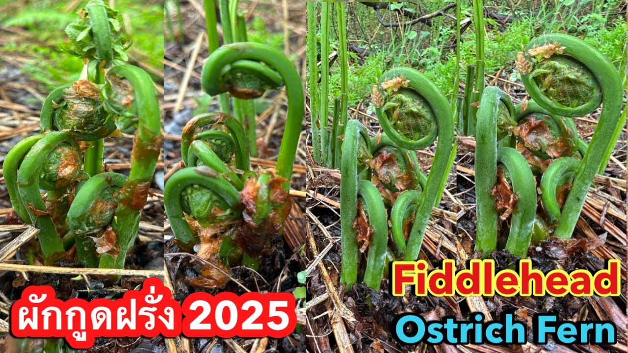 เก็บผักกูดฝรั่งล่าสุดปี 2025 ชีวิตในอเมริกา Picking Fiddleheads/Ostrich Fern มาดามเมียฝรั่ง
