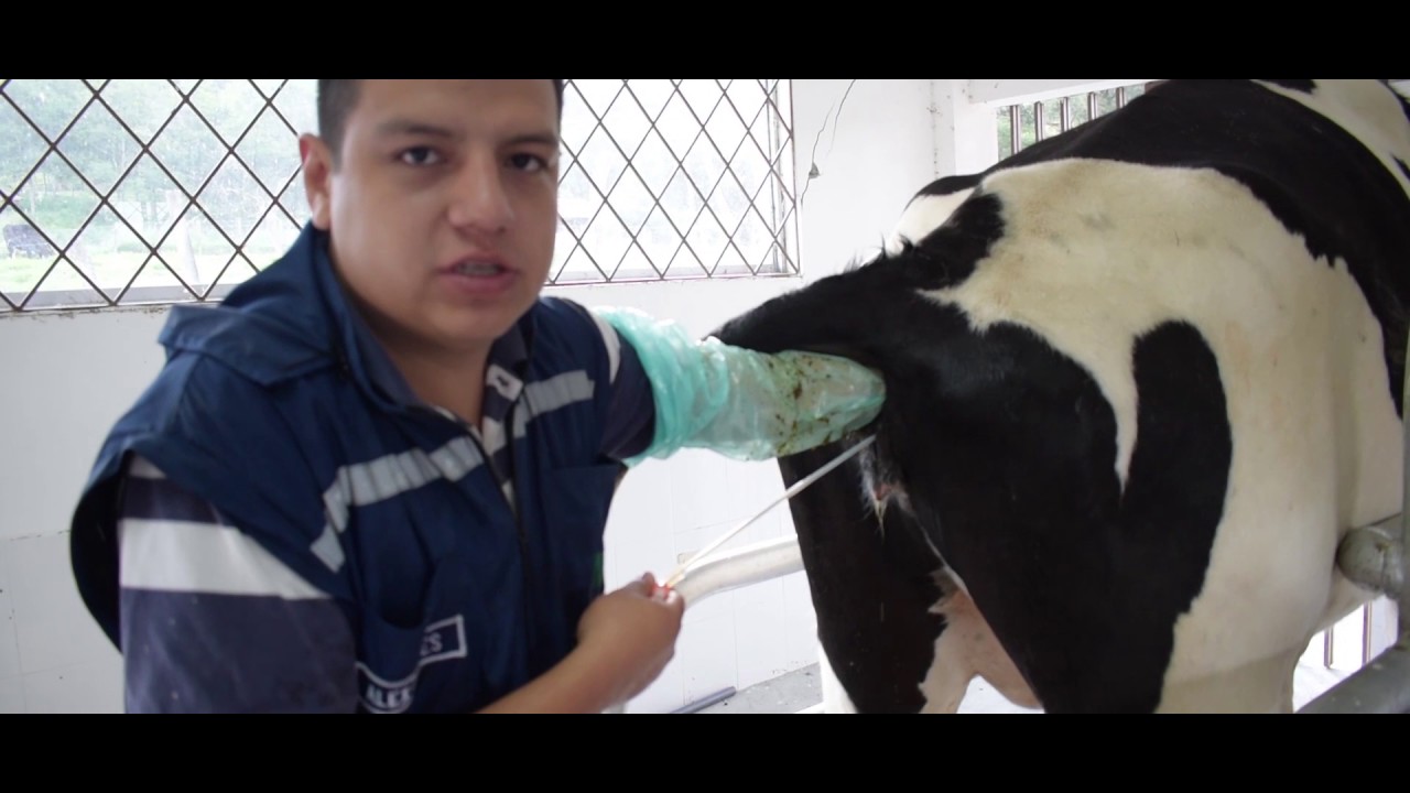 Producción de embriones bovinos in vivo