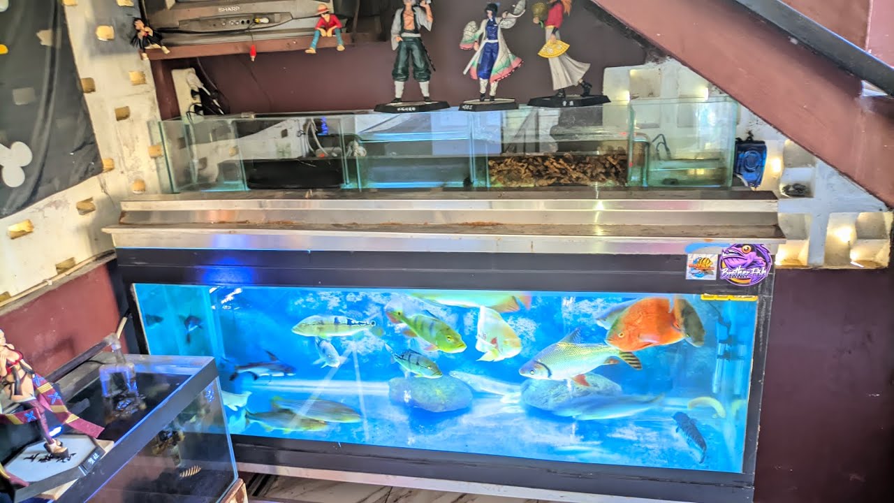 Silaturahmi Dadakan Rumah Kolektor Predator Fish