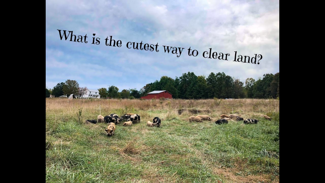 Clearing land with Kune Kune pigs