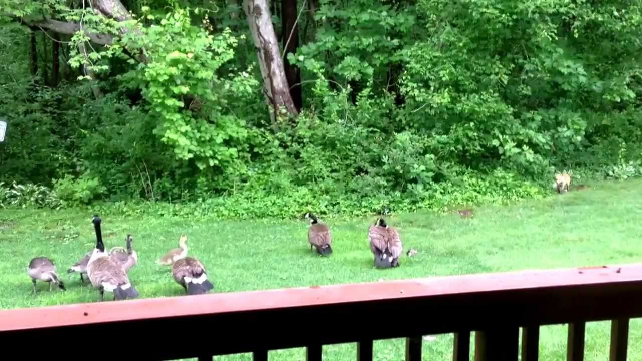 Fox vs Goose