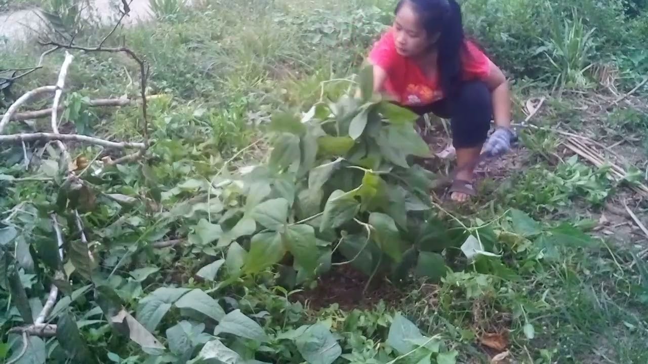 Somewhere in rural Sabah Borneo Malaysia 🇲🇾