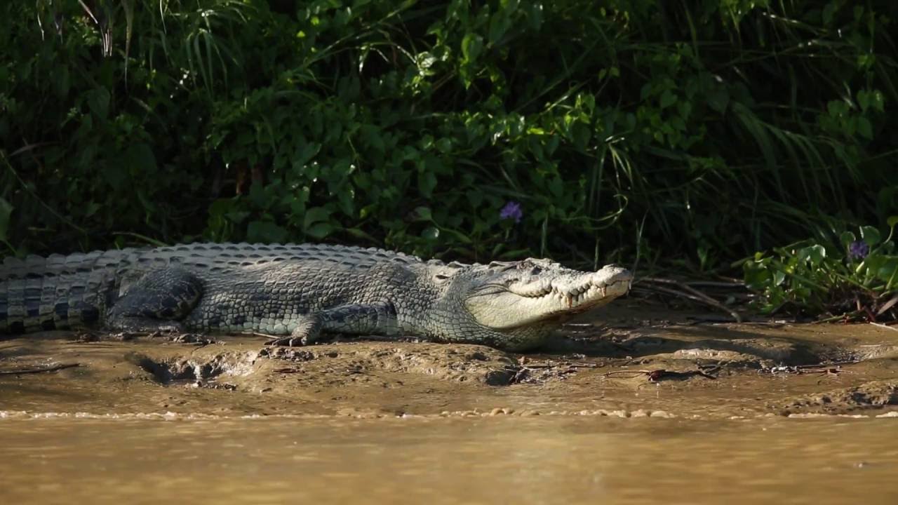 Explore the Kinabatangan River with Sticky Rice Travel