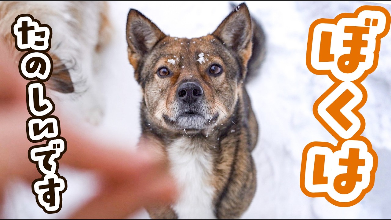 記録的 大雪のその後、雪に埋もれながら暮らしています