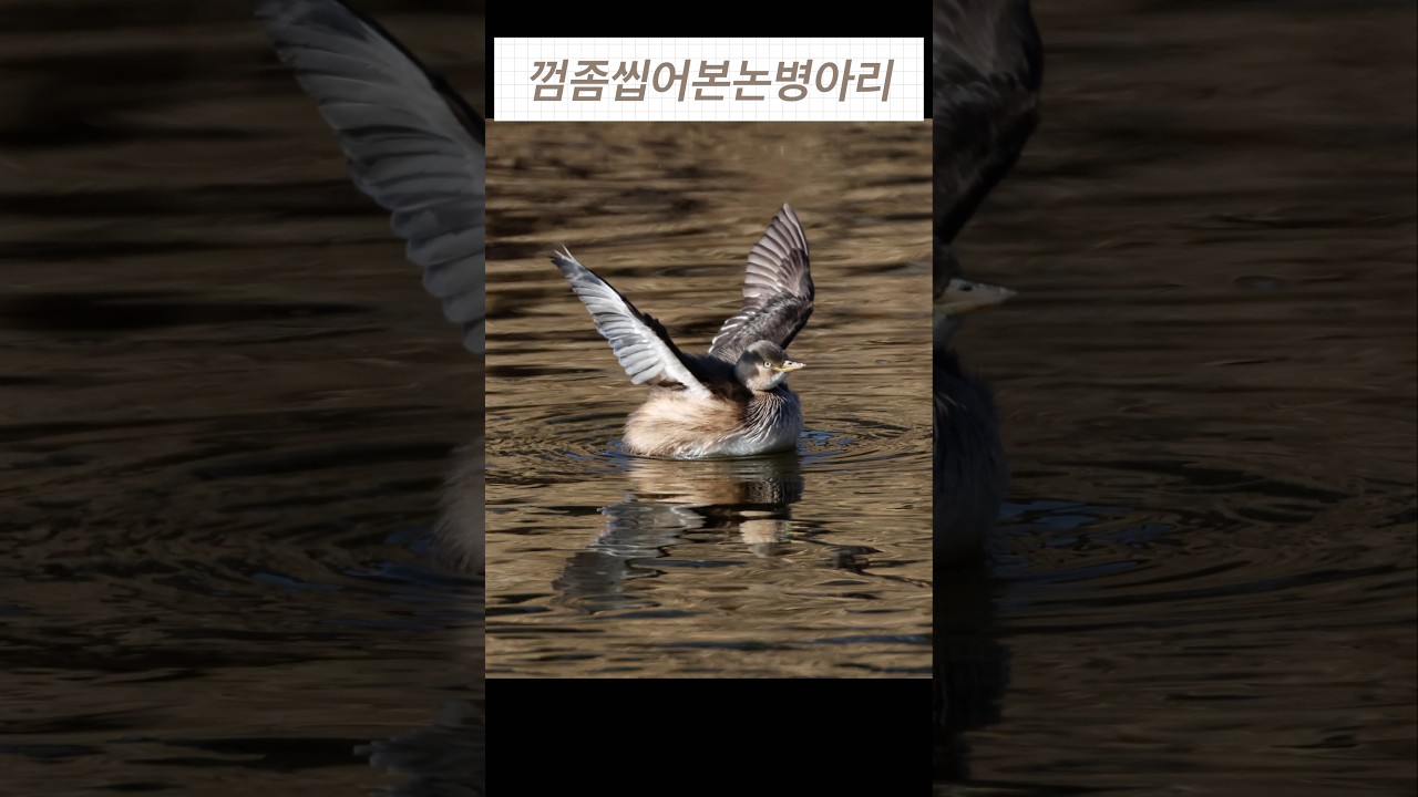 맹수못지않는카리스마를가진 논병아리..예전에껌좀씹어본 병아리 #birds #birdmaster #birdlovers