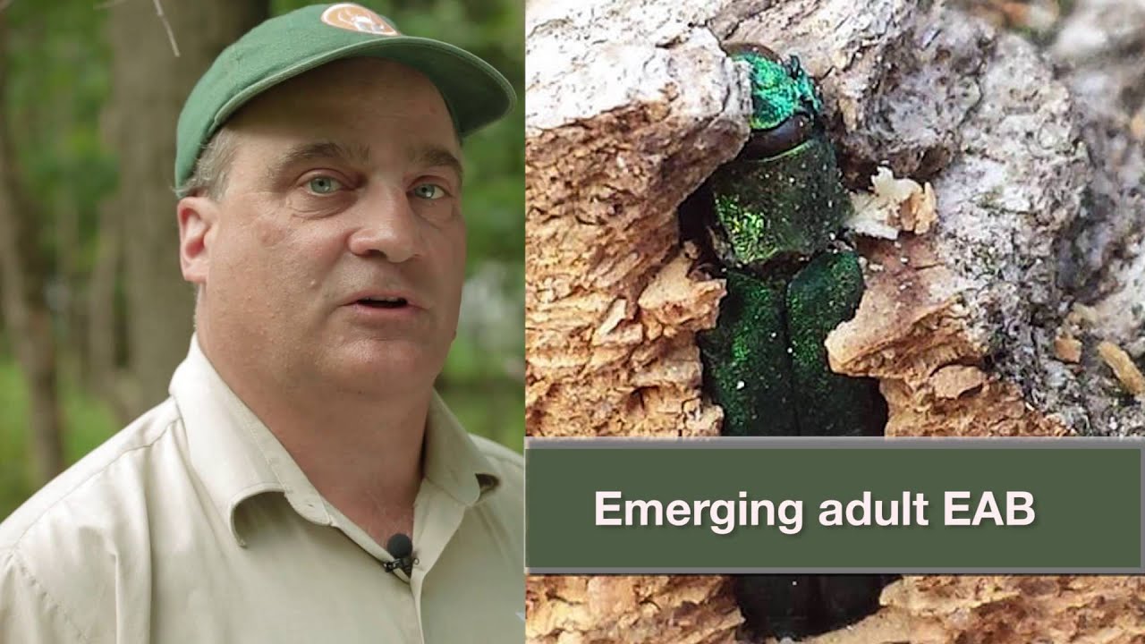 In Pursuit of Invasive Species: Ontario Forests