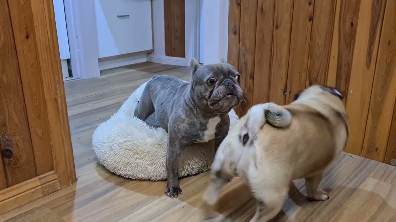 Pierre the french bulldog and Baroness the pug playing | Dave Stanton