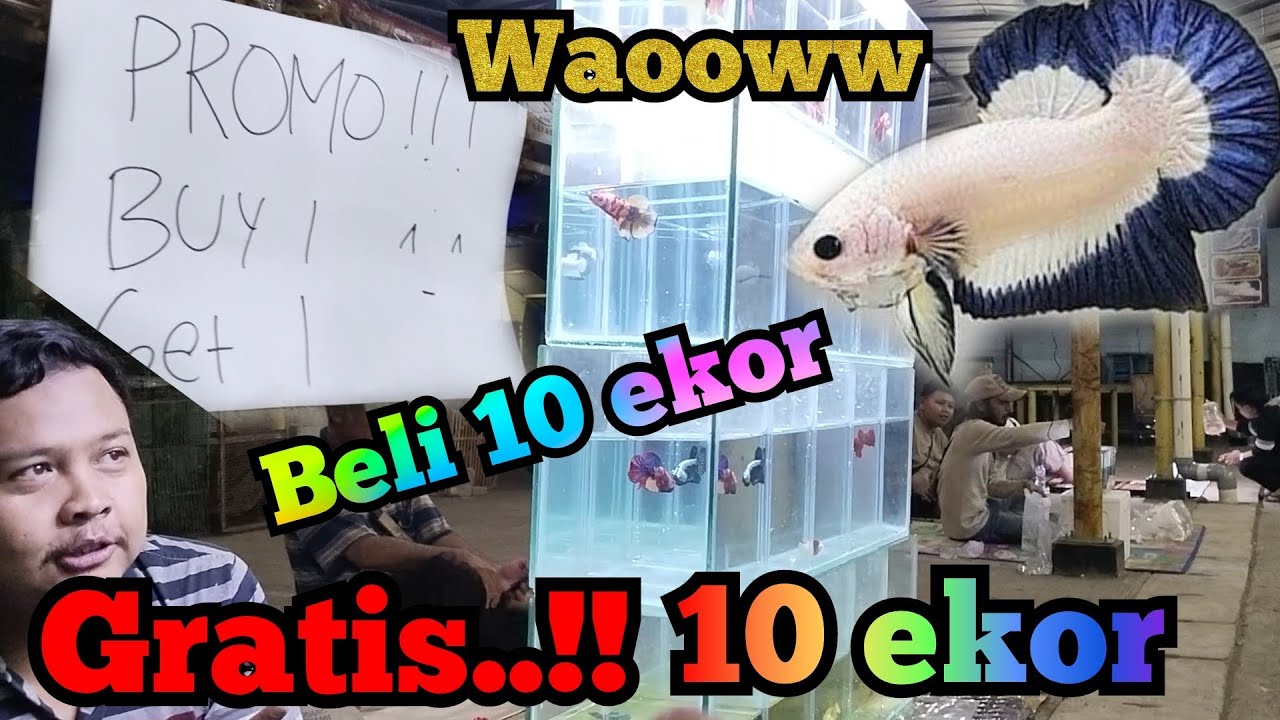Cuma disini beli ikan Cupang dapat bonus