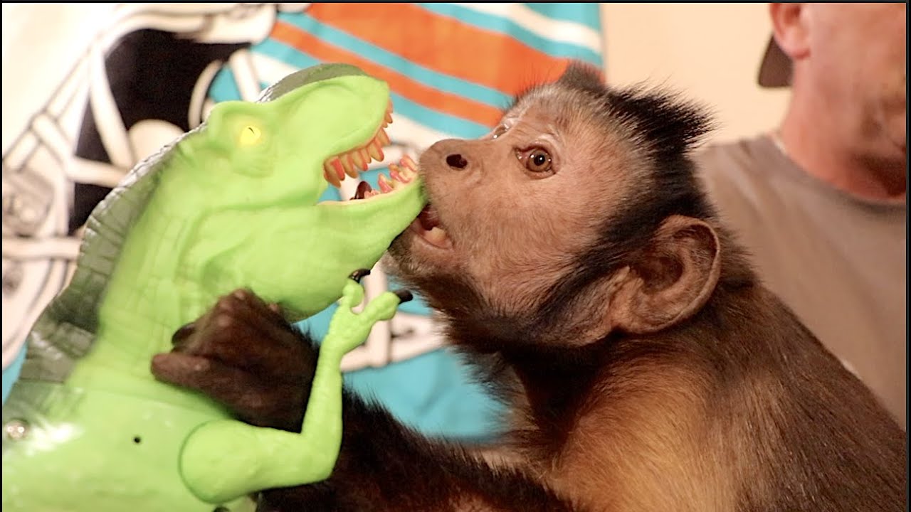 Capuchin Monkey Versus T Rex