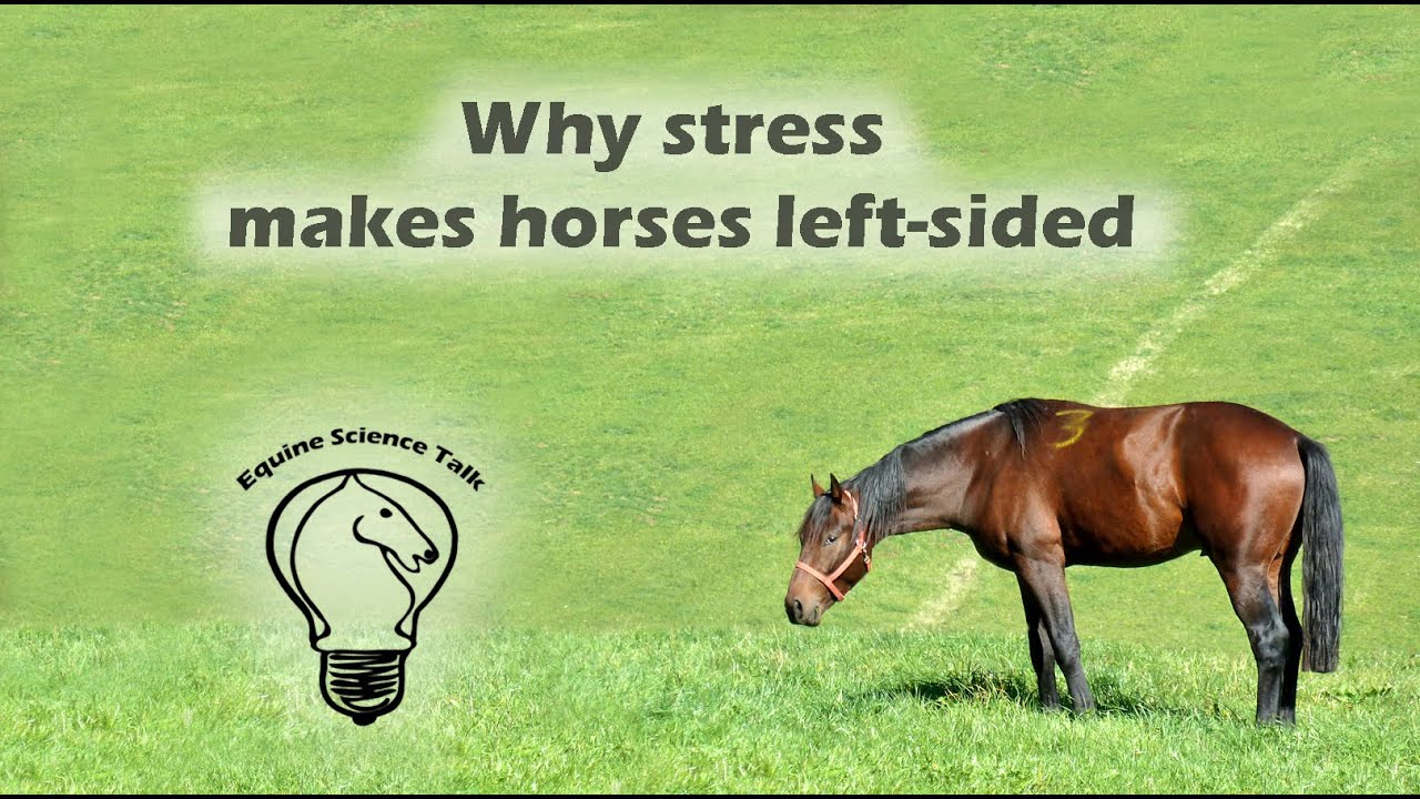 Why stress makes horses left sided