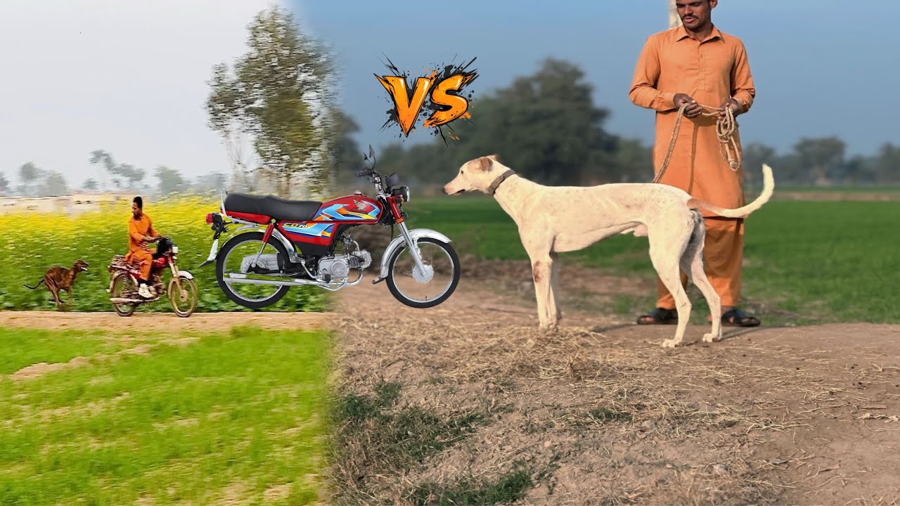 Honda bike VS Shikari Dog Speed Training Bike Ride Race Ride #VS #dog #please_subscribe_my_channel 
