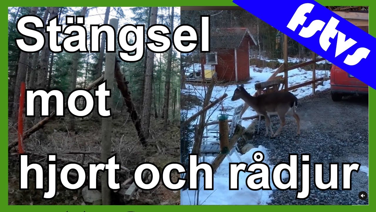 Stängsla mot rådjur och hjort