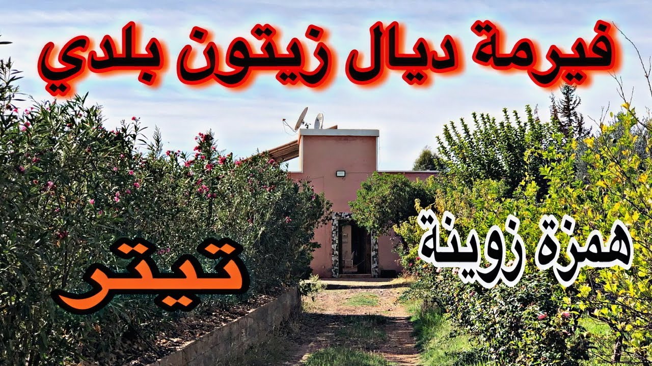 فيرمة للبيع مليئة بأشجار زيتون البلدي