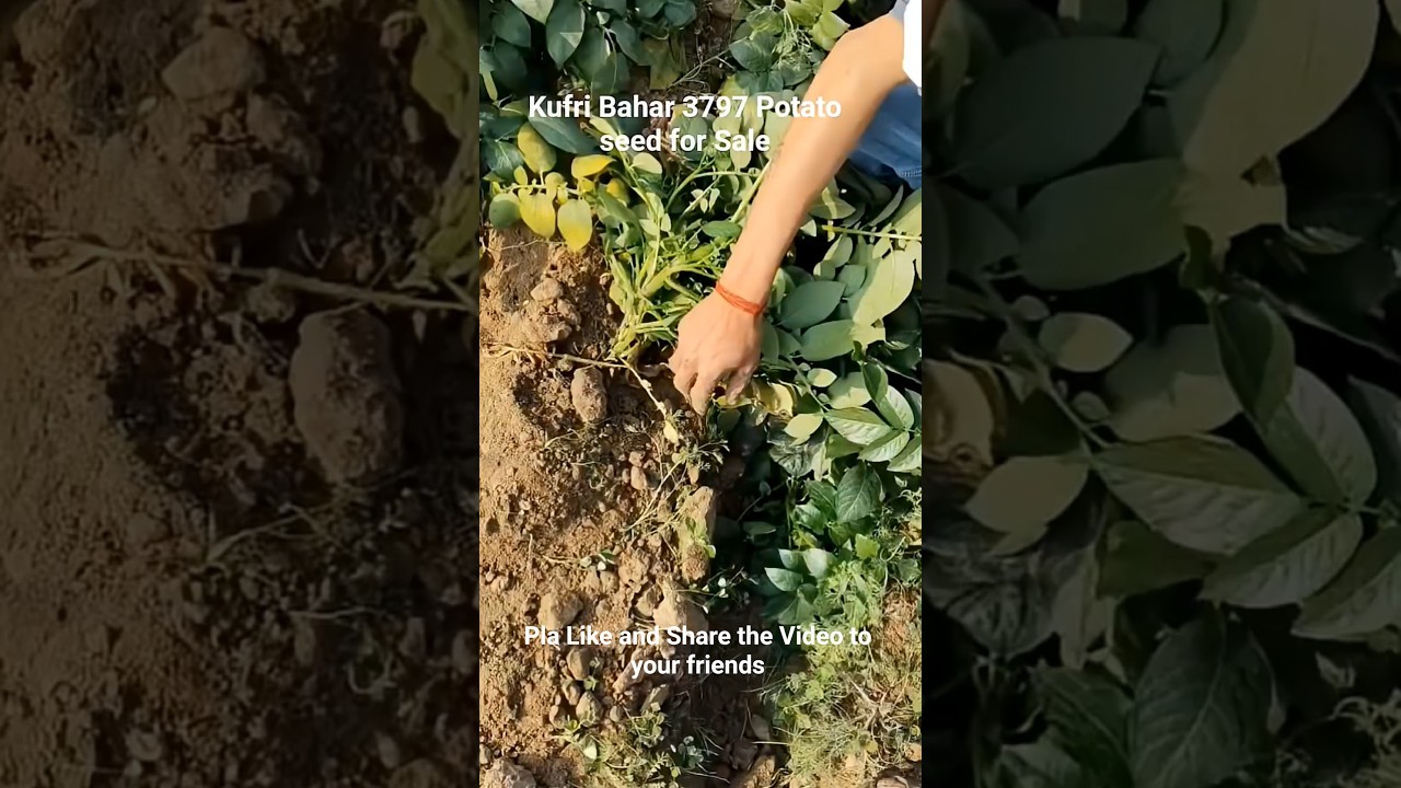 Kufri Bahar 3797 CPR Gol Chal potato seed F1 and G3 for Sale 12 January 2026