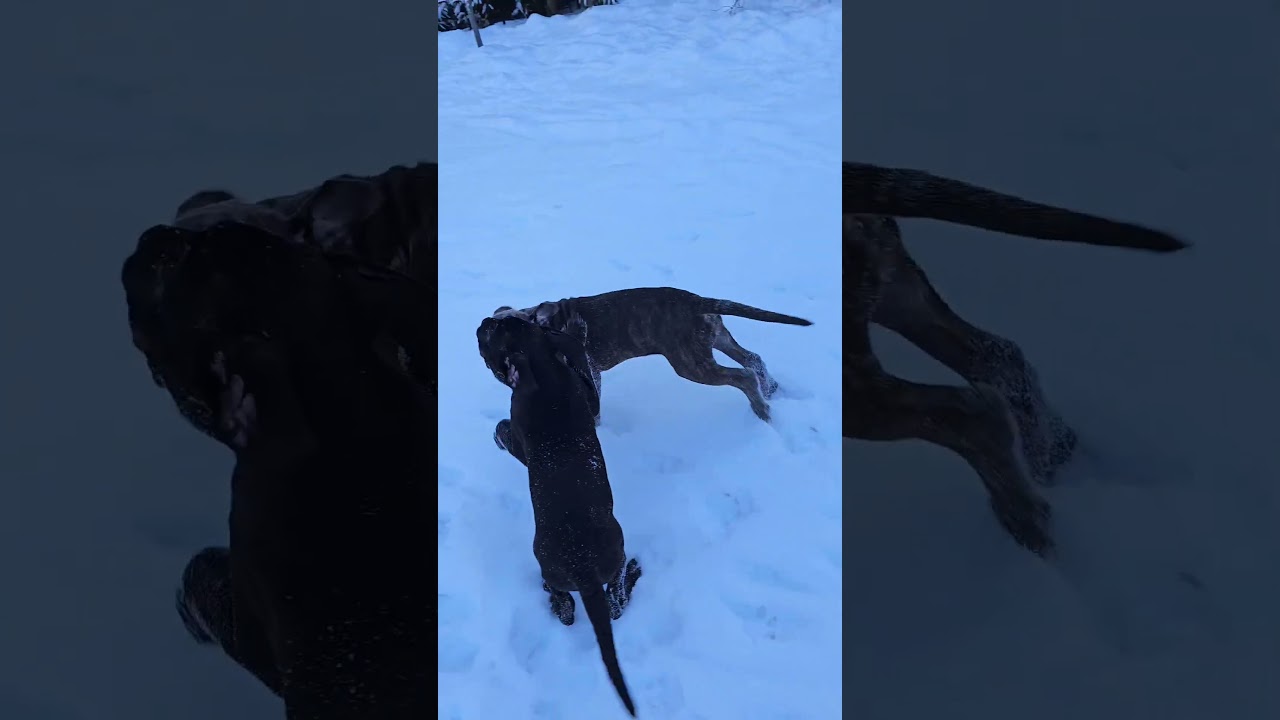 Cane Corso 