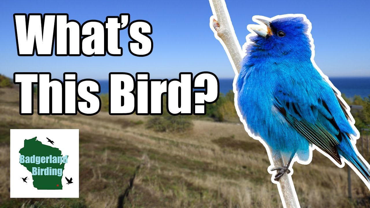 3 Useful Tools for Bird Identification