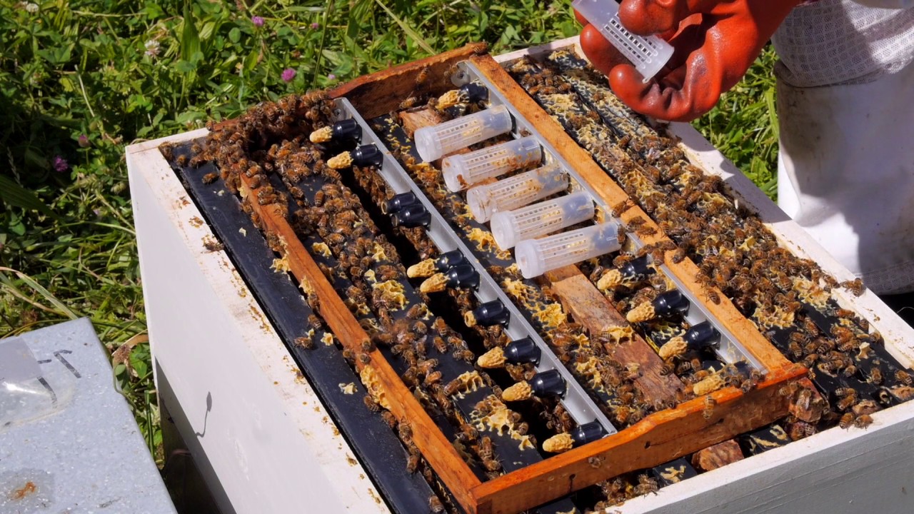 Beekeeping Basics with Thomas Clow - Raising Queen Cells