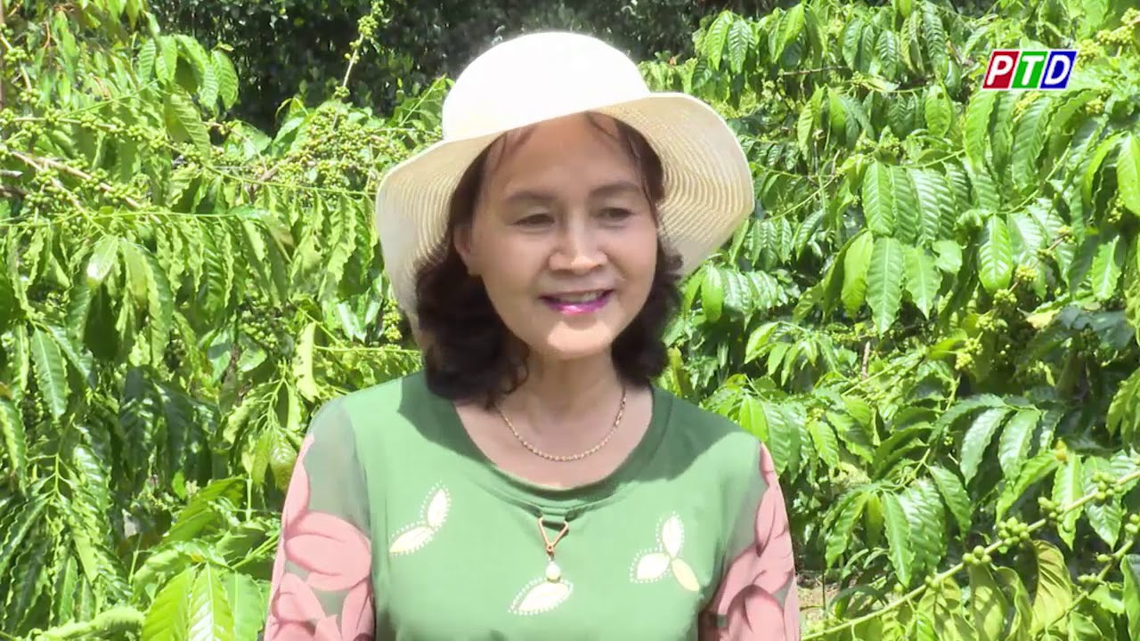 Cách bón phân và chăm sóc cây cà phê giai đoạn chắc hạt và nuôi cành dự trữ